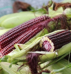Hạt Giống Ngô Nữ Hoàng Đỏ F1