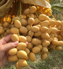 Hạt Giống Chà Là Ăn Trái Trung Đông