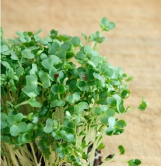 Hạt Giống Xà Lách Xoong Mỹ - Gói 0.2gram