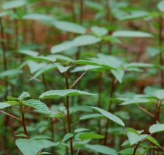 Hạt Giống Rau Đay Đỏ