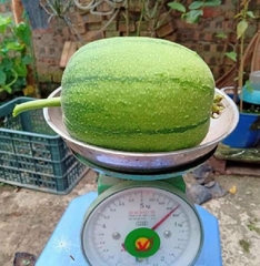Hạt Giống Mướp Táo Ngọt F1
