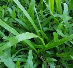 Hạt Giống Cỏ Lá Gừng (Cỏ Lá Tre )
