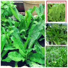 Hạt Giống Rau Ngò Gai ( Mùi Tàu )