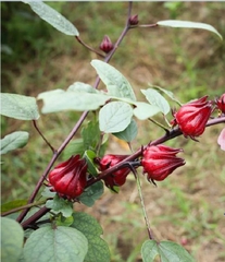 Hạt giống cây bụp giấm (atiso đỏ)