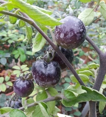 Hạt Giống Cà Chua Đen Mỹ F1