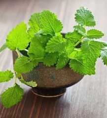 Hạt Giống Húng Bạc Hà Âu