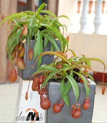 Hạt Giống Cây Bắt Mồi Nắp Ấm