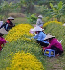 Hạt giống hoa Trà Hoa Cúc - Gói 3gram
