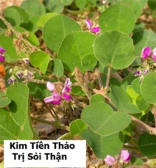 Hạt Giống Kim Tiền Thảo