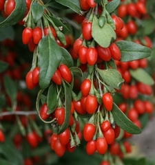 Hạt Giống Quả Câu Kỷ Tử - GojiBerry