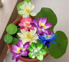 Hạt giống hoa sen mini nhật nhiều màu