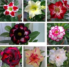 Hạt giống hoa sứ thái mix màu