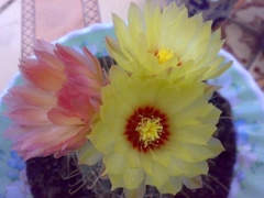 Hạt giống hoa xương rồng hamato