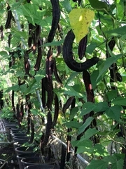 Hạt Giống Dậu Rồng Tím Thái Lan