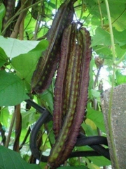 Hạt Giống Dậu Rồng Tím Thái Lan