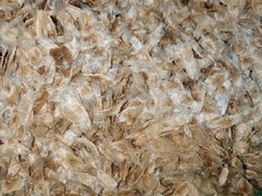 Hạt Giống Cây Hoa Phong Linh Tím