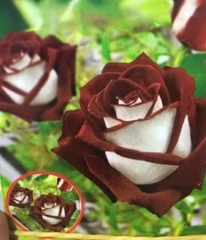 Hạt Giống Hoa Hồng Trắng Viền Nâu