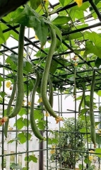 Hạt Giống Mướp Hương Trái Dài F1