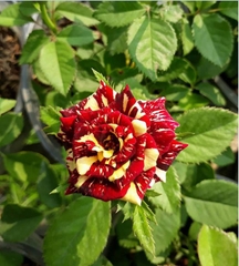 Hạt Giống Hoa Hồng Bảy Màu ( Hoa Hồng Cầu Vòng )