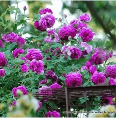 Hạt Giống Hoa Hồng Leo Pháp Mix Màu