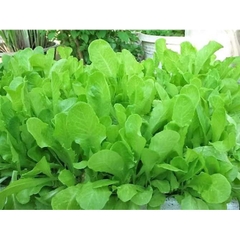 Hạt Giống Xà Lách Baby Ăn Non