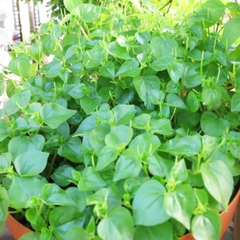Hạt Giống Rau Càng Cua - Gói 0.5gram