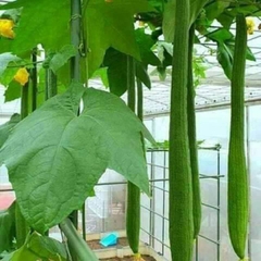 Hạt Giống Mướp Hương Siêu Dài