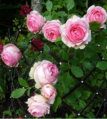 Hạt Giống Hoa Hồng Leo Pháp Mix Màu