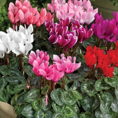 Hạt Giống Hoa Anh Thảo F1 Nhiều Màu