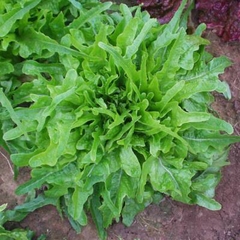 Hạt Giống Rau Xà Lách Sồi Xanh OAKLEAF - Gói 2gram