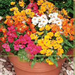 Hạt Giống Hoa Mây Nhiều Màu ( Nemesia Strumosa Mixed )