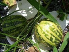 Hạt Giống Dưa Bở Thơm Cao Sản