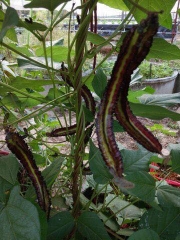 Hạt Giống Dậu Rồng Tím Thái Lan