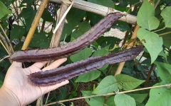 Hạt Giống Dậu Rồng Tím Thái Lan