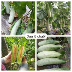 Hạt Giống Dưa Lê Quả Dài Yang Jiao Mi