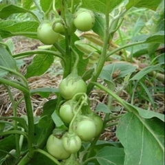 Hạt Giống Cà Pháo Trắng Cao Sản
