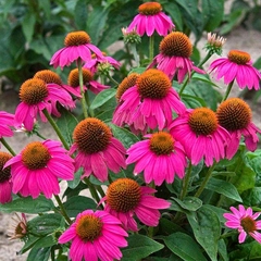 Hạt Giống Hoa Cúc Trái Thông