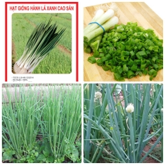 Hạt Giống Hành Lá Gốc Trắng Cao Sản  - Gói 2gram