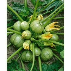 Hạt Giống Bí Ngồi Xanh Quả Tròn