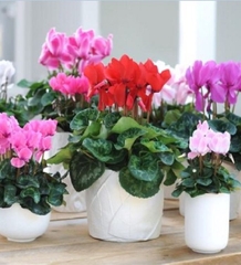 Hạt Giống Hoa Anh Thảo F1 Nhiều Màu