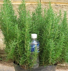 Hạt Giống Cây Hương Thảo Rosemary