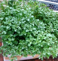 Hạt Giống Xà Lách Xoong Mỹ - Gói 0.2gram