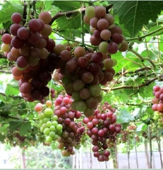Hạt Giống Nho Leo Giàn Pháp