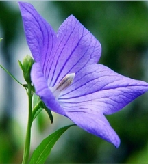 Hạt Giống Hoa Cát Cánh
