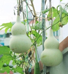Hạt Giống Bầu Hồ Lô Cao Sản