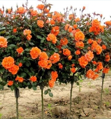 Hạt giống Hoa Hồng Thân Gỗ Tree Rose Mix Màu