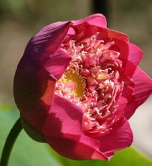 Hạt Giống Hoa Sen Bách Diệp Đỏ