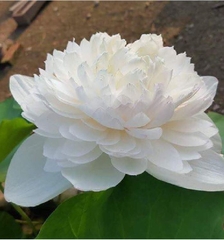 Hạt Giống Hoa Sen Bách Diệp Trắng