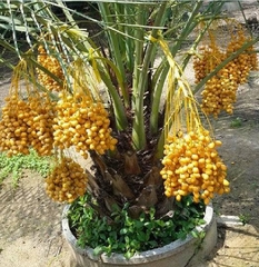 Hạt Giống Chà Là Ăn Trái Trung Đông