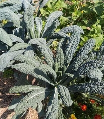Hạt Giống Cải Xoăn Kale Khủng Long Ý